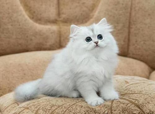 家里的金吉拉感冒了怎么办？